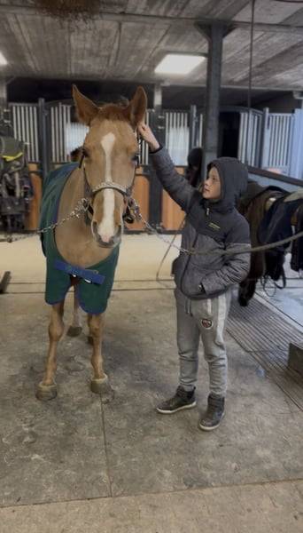 Merrie Ras onbekend Te koop 2019 Vos