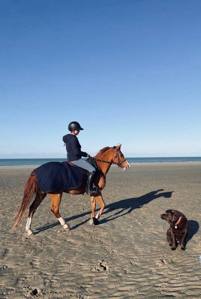 Ruin Franse rijpony PFS Te koop 2015 Vos