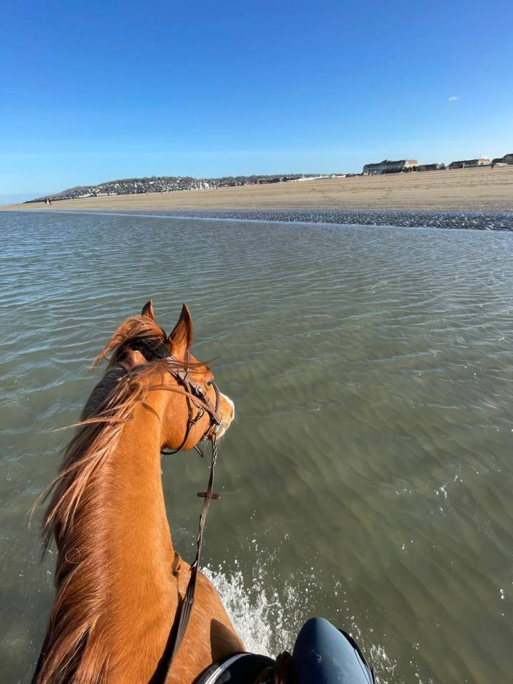 Ruin Franse rijpony PFS Te koop 2015 Vos