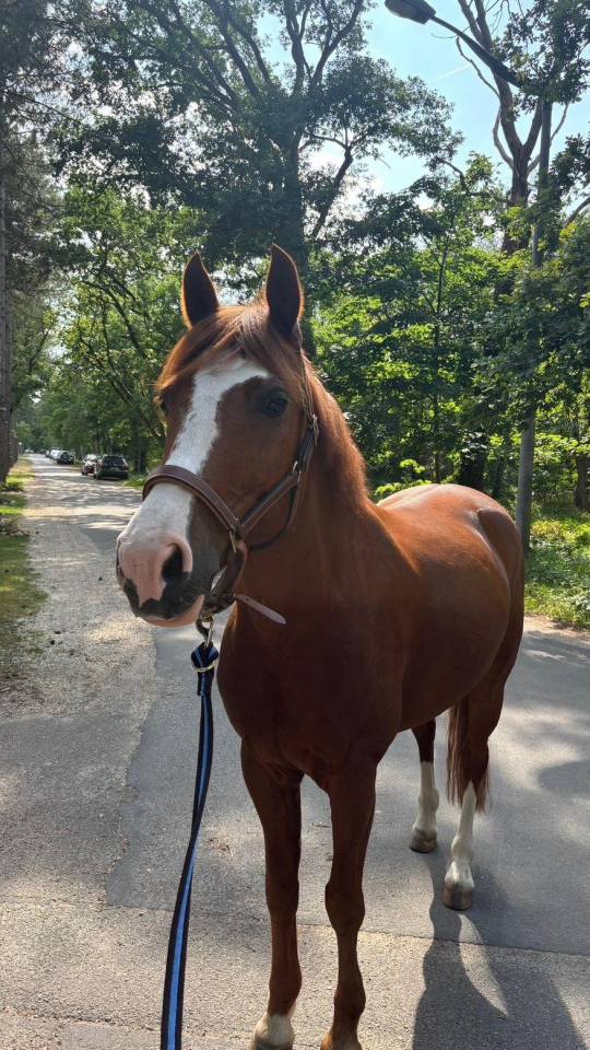 Ruin Franse rijpony PFS Te koop 2015 Vos