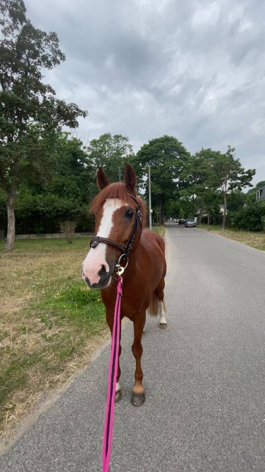 Ruin Franse rijpony PFS Te koop 2015 Vos