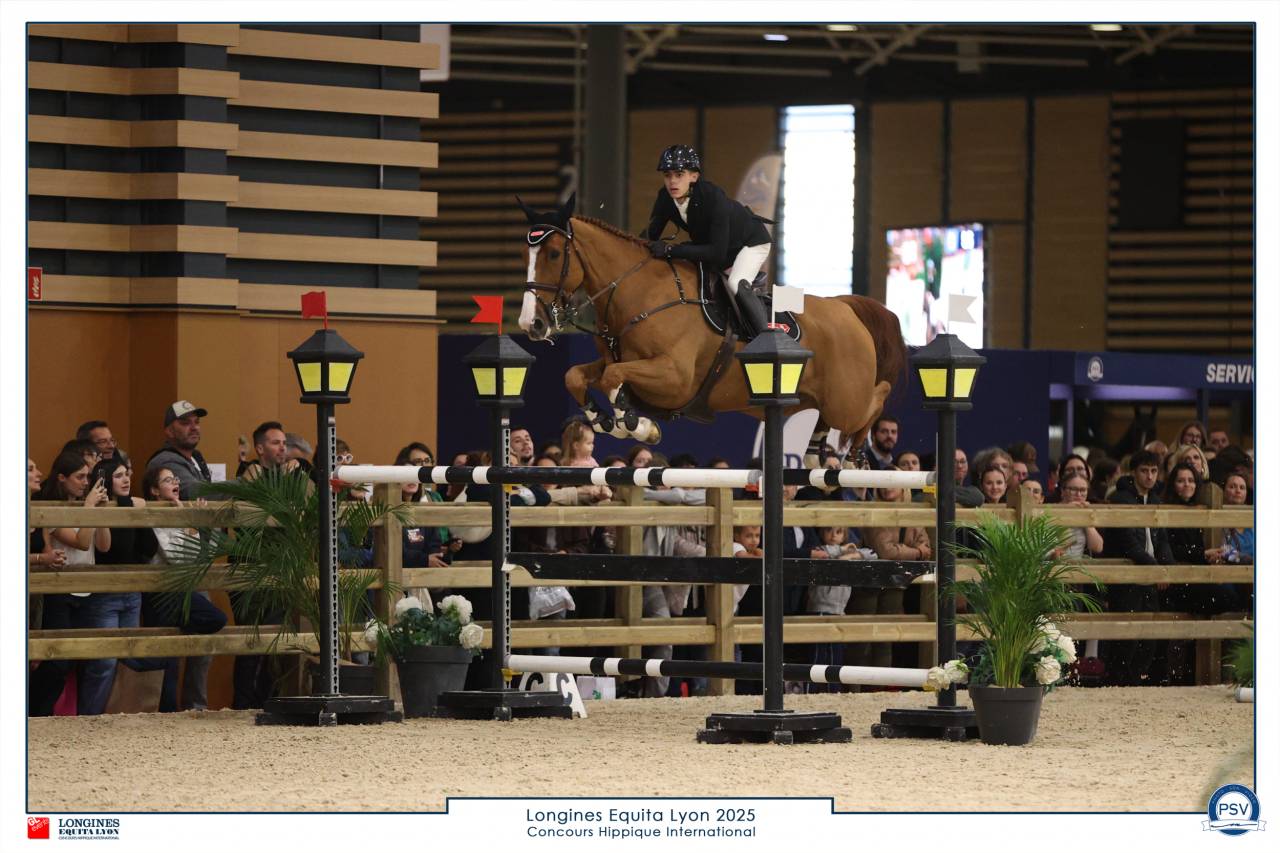 Ruin Selle Fran&ccedil;ais Te koop 2016 Vos ,  EPSOM GESMERAY