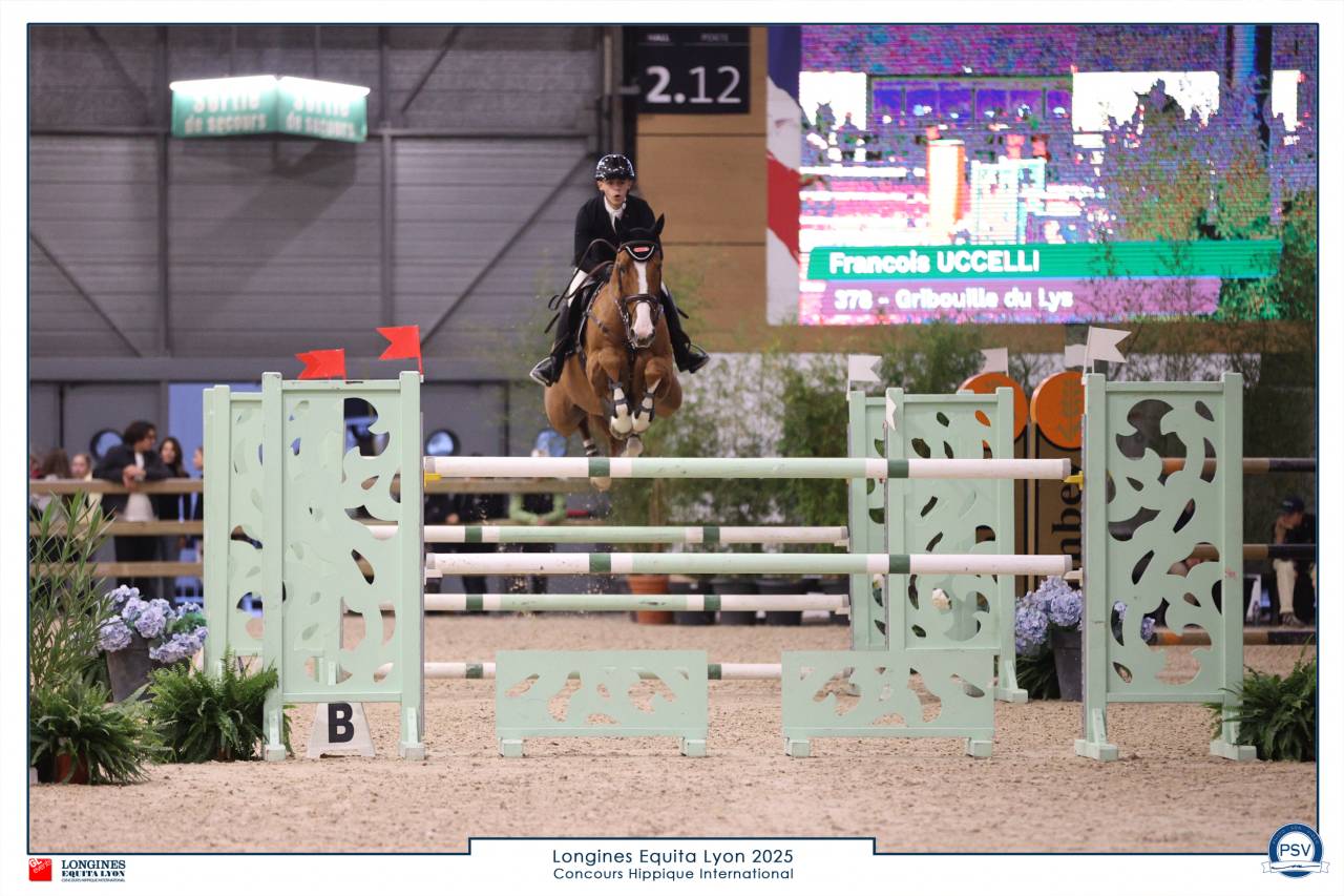 Ruin Selle Fran&ccedil;ais Te koop 2016 Vos ,  EPSOM GESMERAY