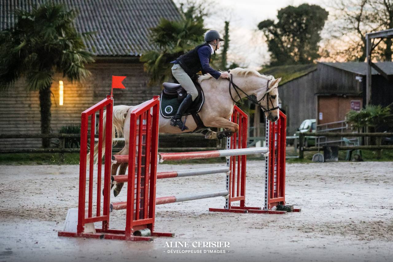 Ruin Welsh Pony (Section D), Welsh Cob  Te koop 2018 Palomino