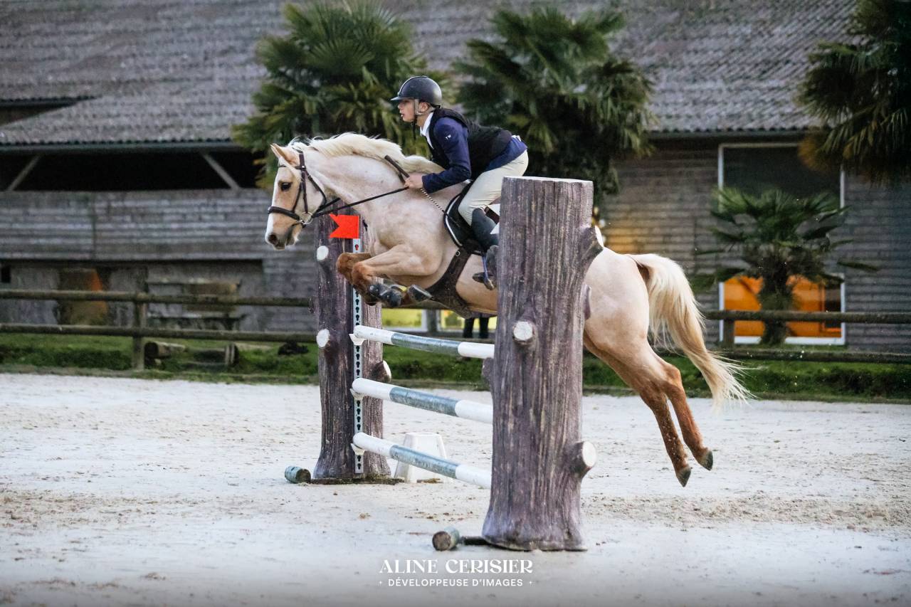 Ruin Welsh Pony (Section D), Welsh Cob  Te koop 2018 Palomino