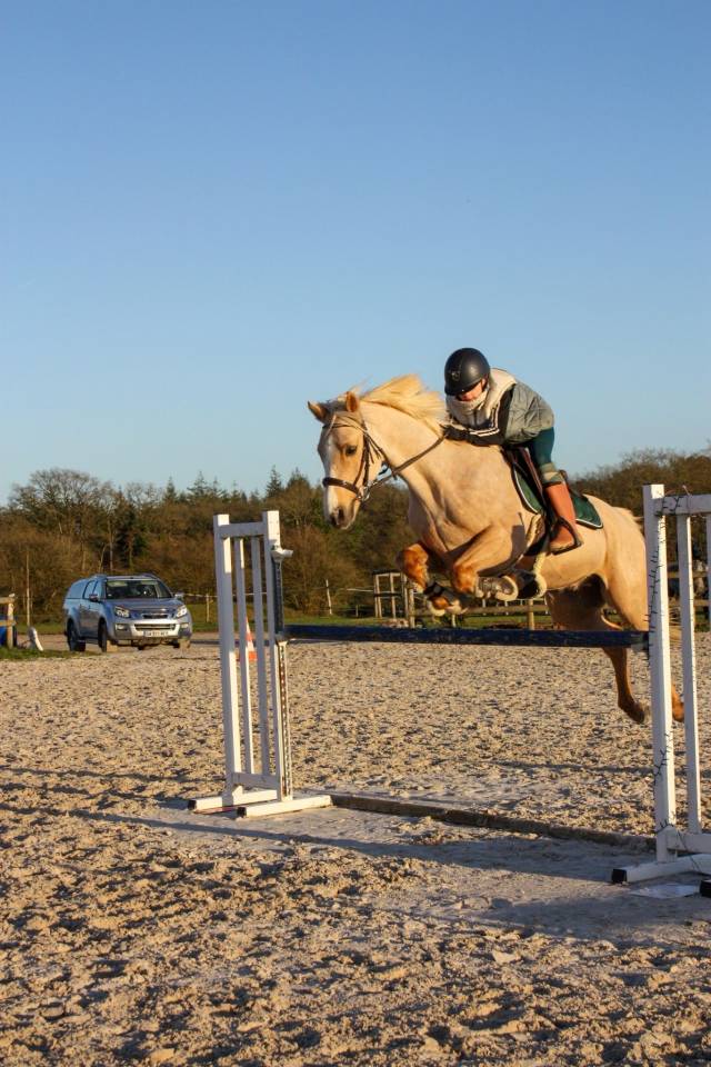 Ruin Welsh Pony (Section D), Welsh Cob  Te koop 2018 Palomino