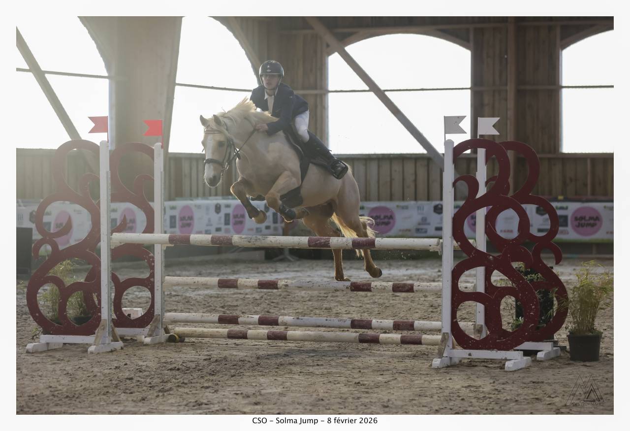 Ruin Welsh Pony (Section D), Welsh Cob  Te koop 2018 Palomino