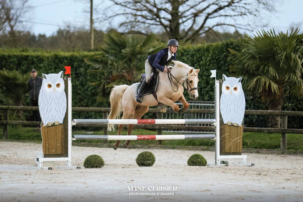 Ruin Welsh Pony (Section D), Welsh Cob  Te koop 2018 Palomino