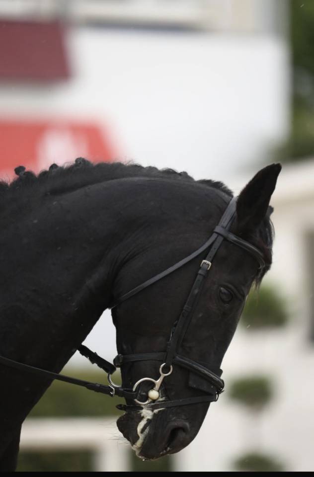 Dekhengst Andere pony rassen Te koop 2008 Overige kleuren