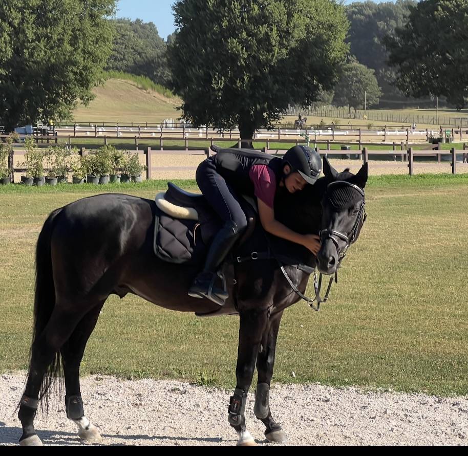Dekhengst Andere pony rassen Te koop 2008 Overige kleuren