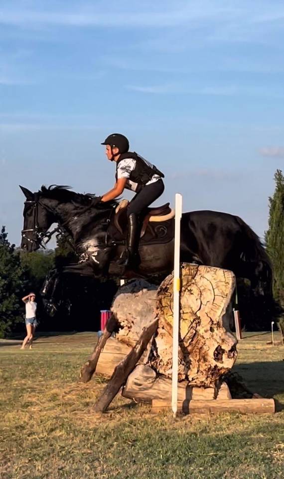 Dekhengst Andere pony rassen Te koop 2008 Overige kleuren