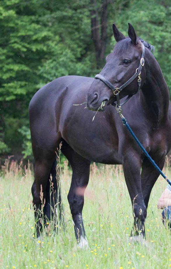 Ruin Selle Fran&ccedil;ais Te koop 2013 Zwart