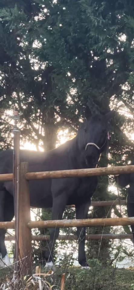 Ruin Selle Fran&ccedil;ais Te koop 2013 Zwart