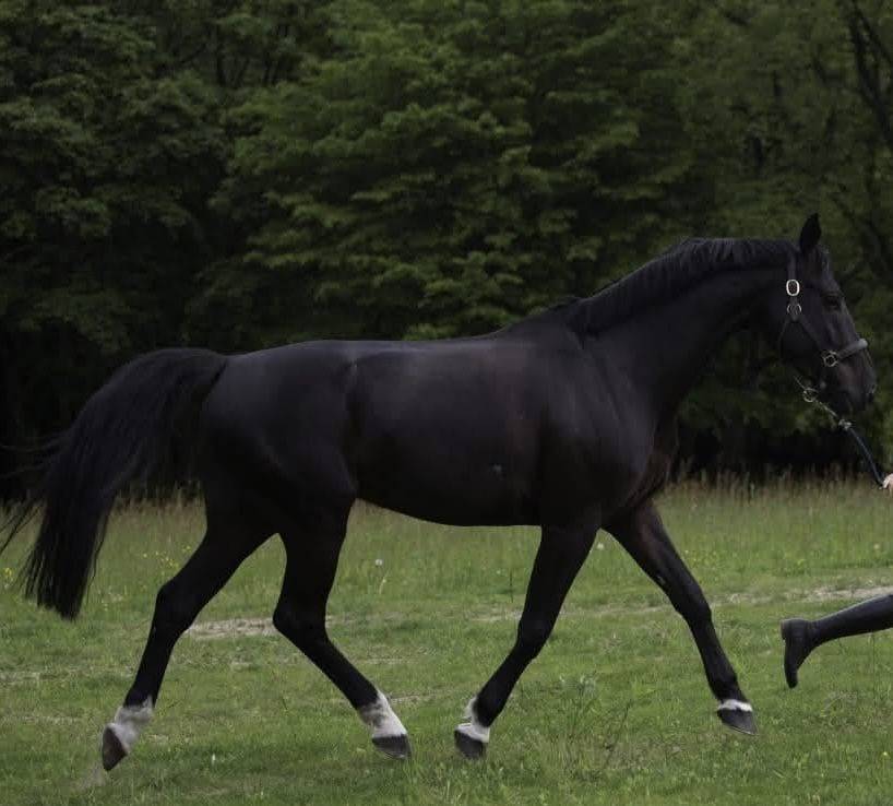 Ruin Selle Fran&ccedil;ais Te koop 2013 Zwart