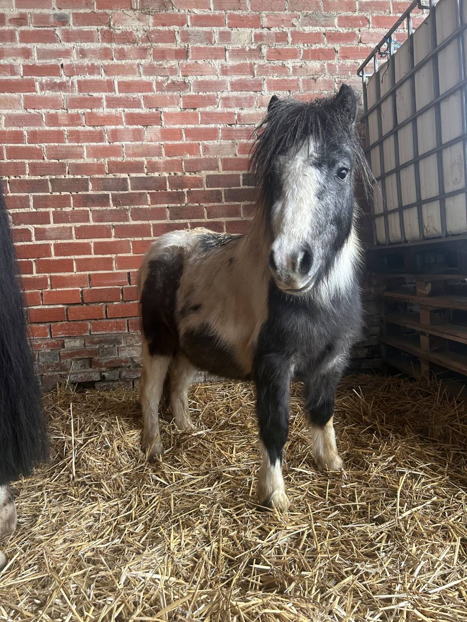 Hengst Ras onbekend Te koop 2023 Bont