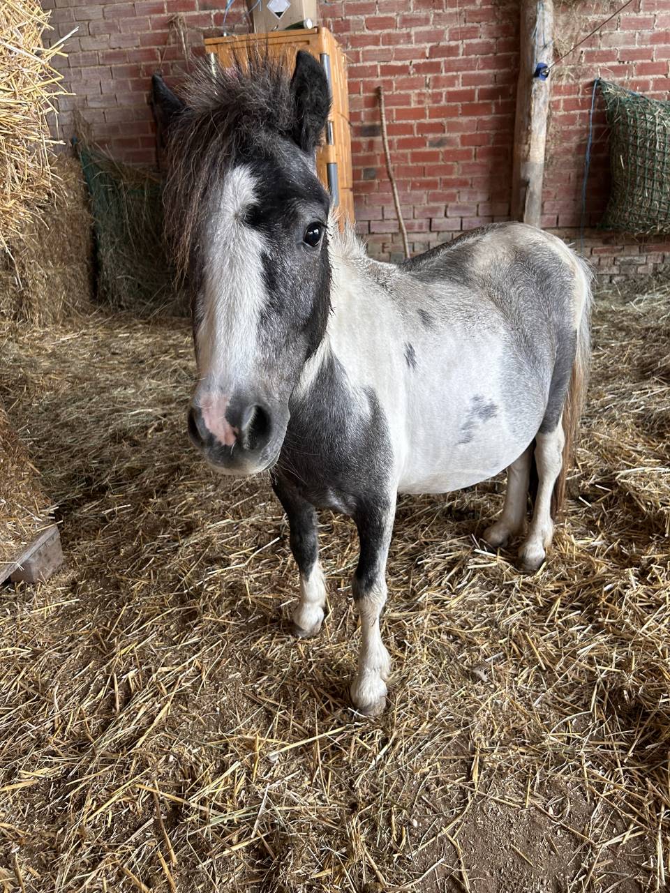 Hengst Ras onbekend Te koop 2023 Bont