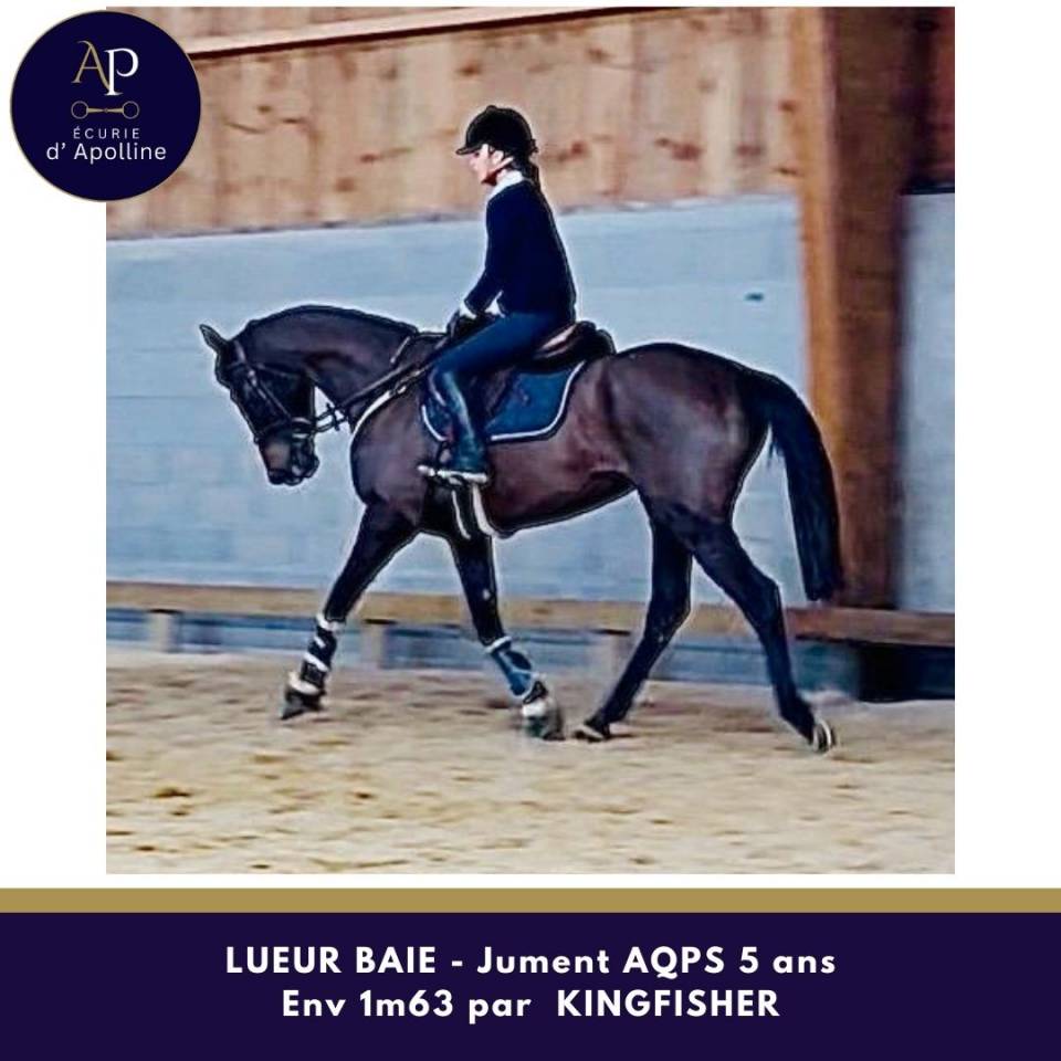 Merrie Autre Que Pur-Sang (Geen volbloed) Te koop 2021 Donker bruin / bai