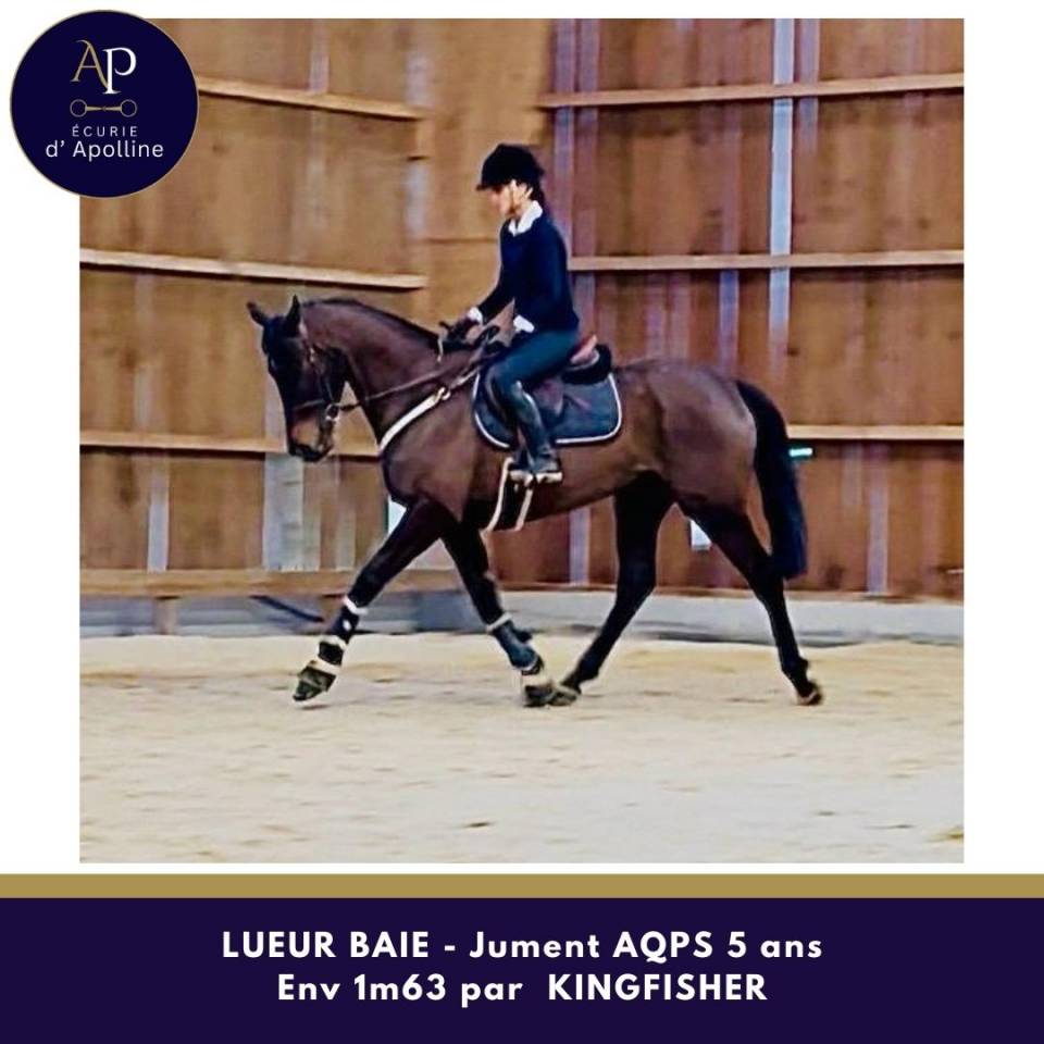 Merrie Autre Que Pur-Sang (Geen volbloed) Te koop 2021 Donker bruin / bai