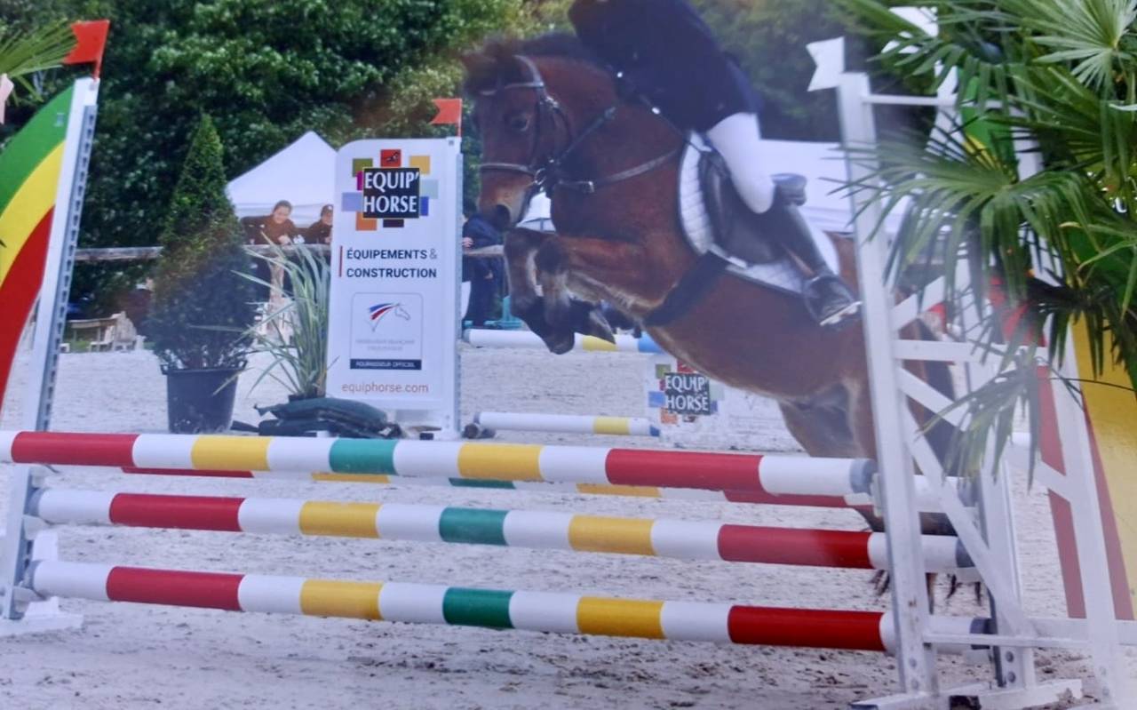 Ruin Welsh Pony (Section B) Te koop 2021 Donker bruin / bai