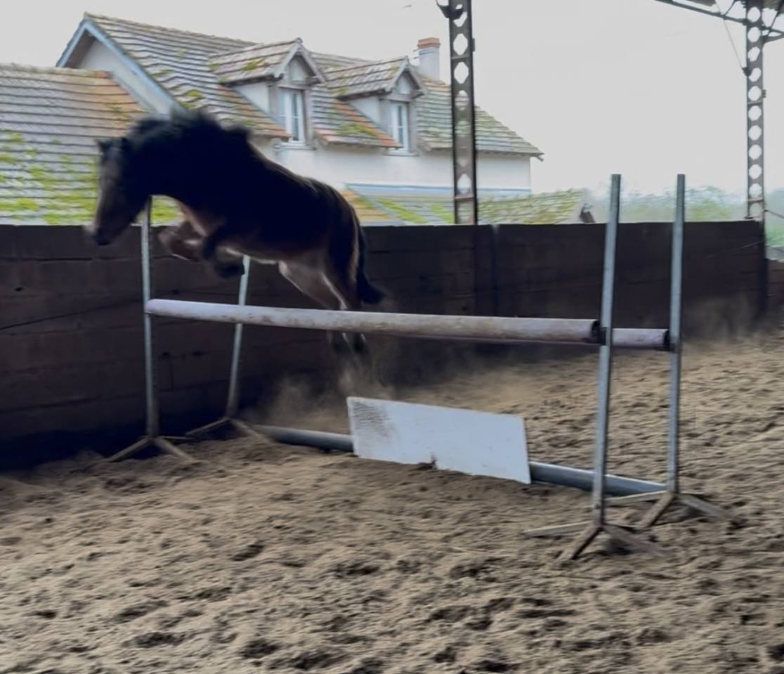 Ruin Welsh Pony (Section B) Te koop 2021 Donker bruin / bai