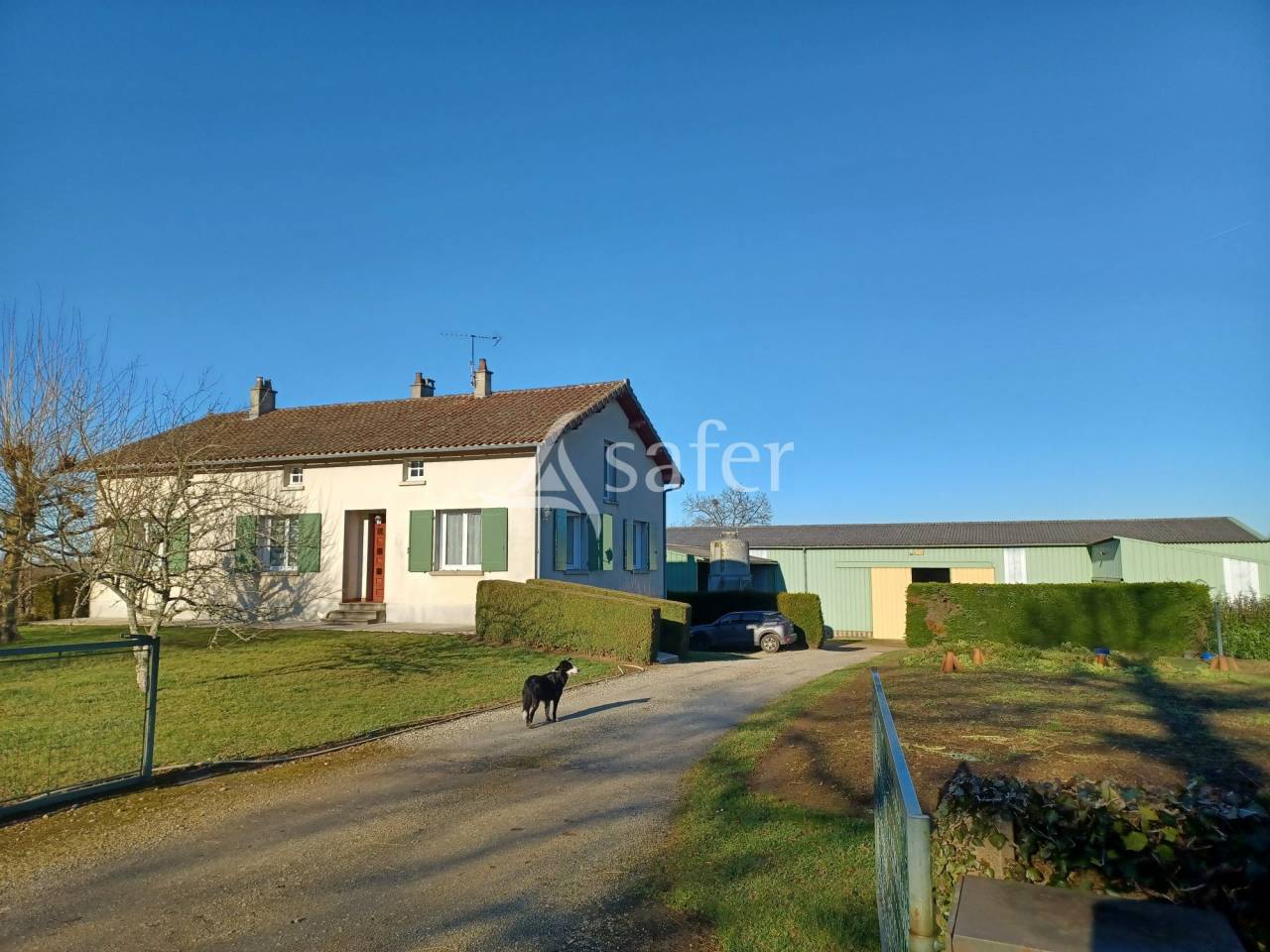 Schapen exploitatie Koop Charente