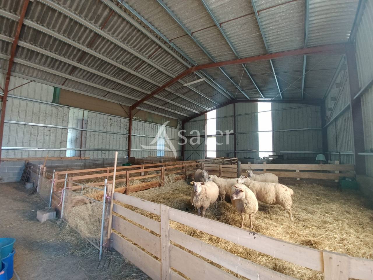 Schapen exploitatie Koop Charente