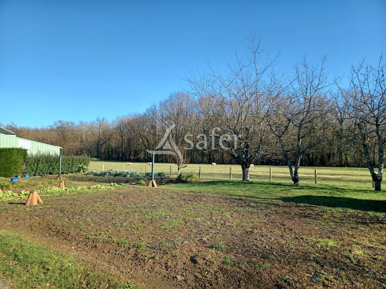 Schapen exploitatie Koop Charente