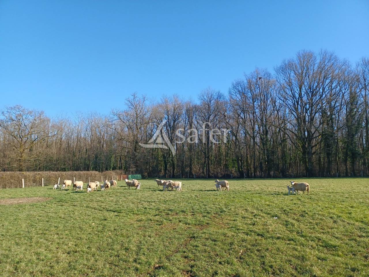 Schapen exploitatie Koop Charente