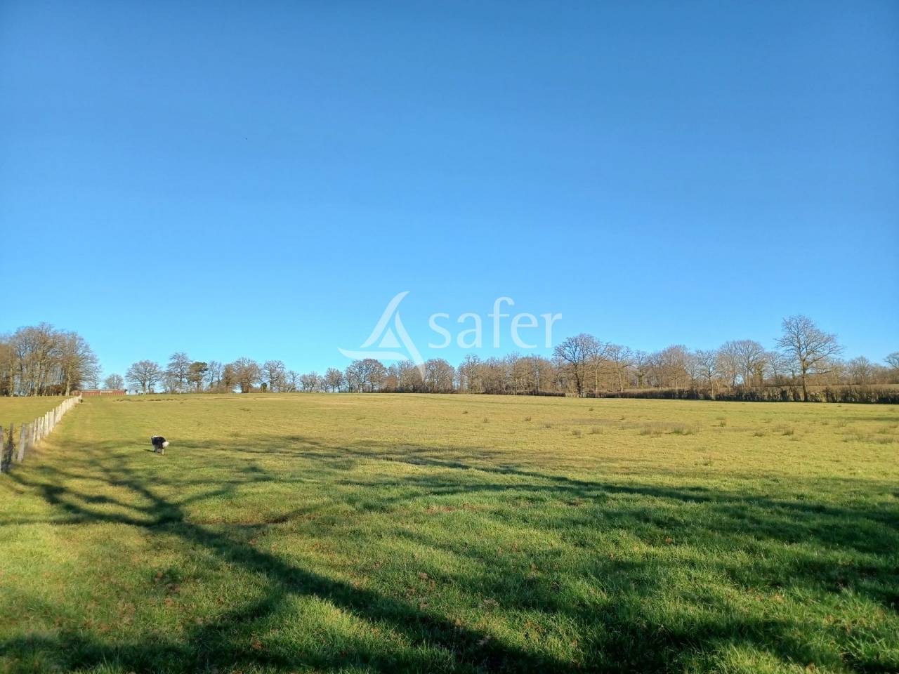 Schapen exploitatie Koop Charente