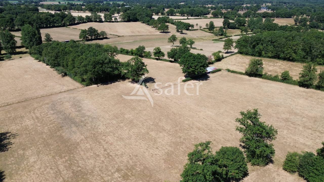Schapen exploitatie Koop Charente