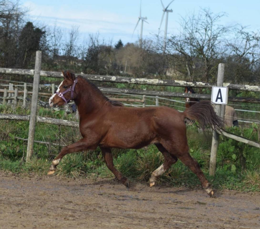 Merrie Welsh Pony (Section B) Te koop 2021 Koffie vos