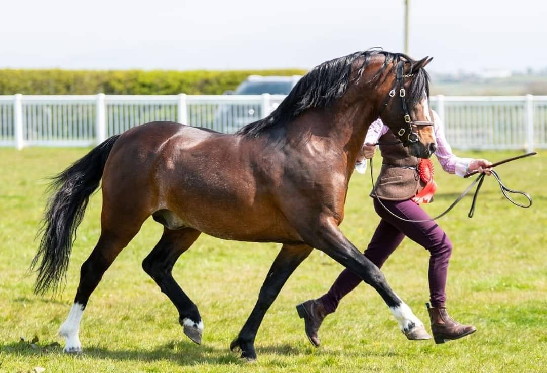 Merrie Welsh Pony (Section B) Te koop 2021 Koffie vos