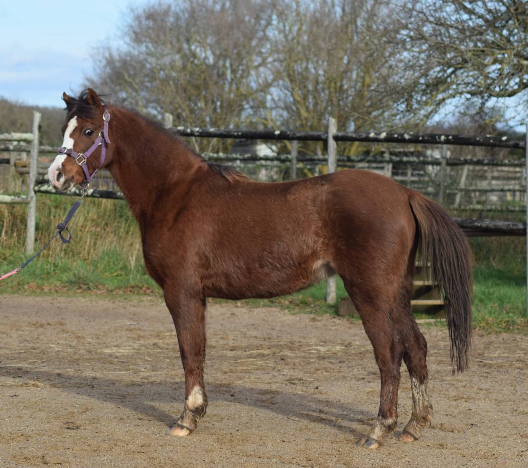 Merrie Welsh Pony (Section B) Te koop 2021 Koffie vos