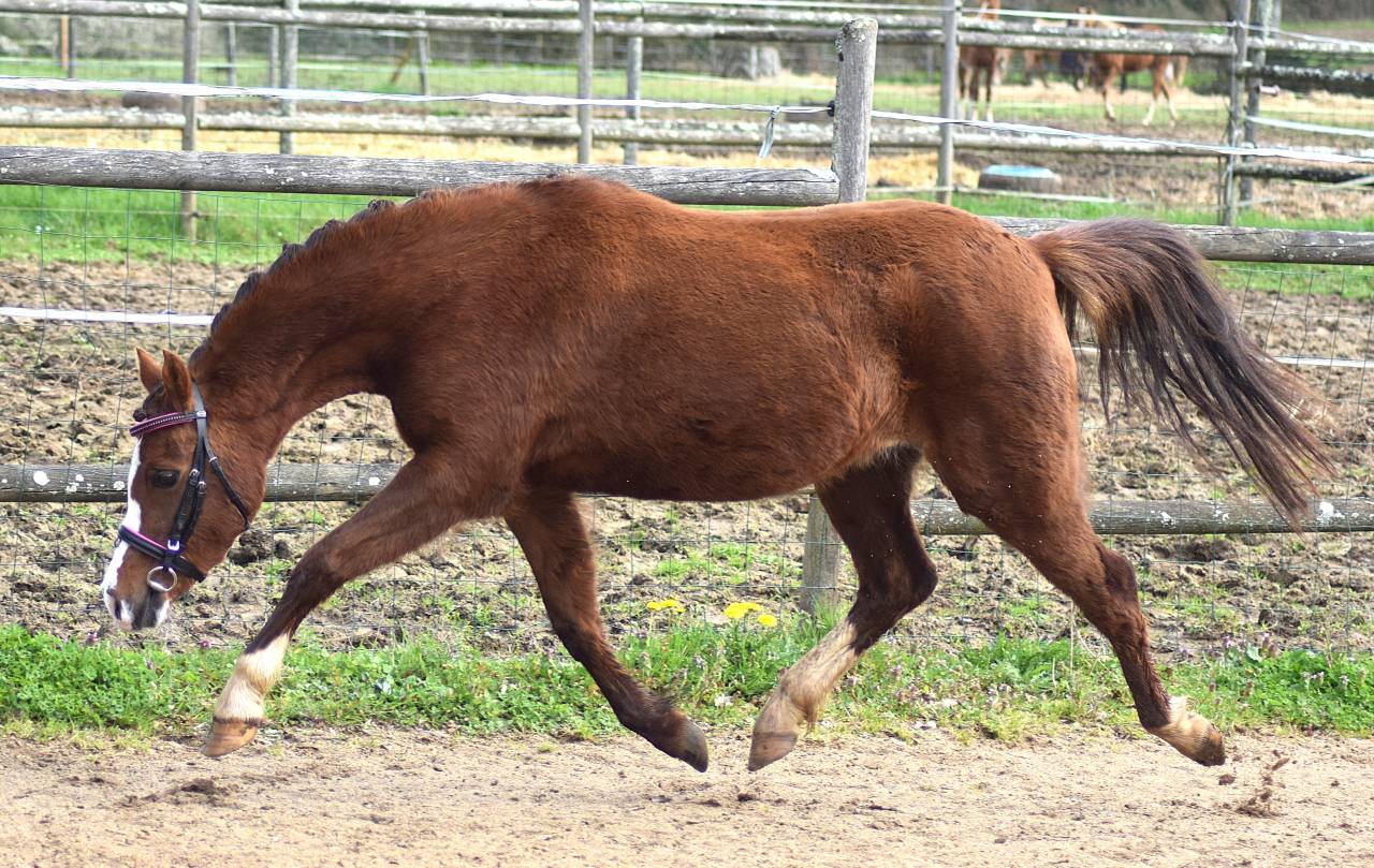 Merrie Welsh Pony (Section B) Te koop 2021 Koffie vos