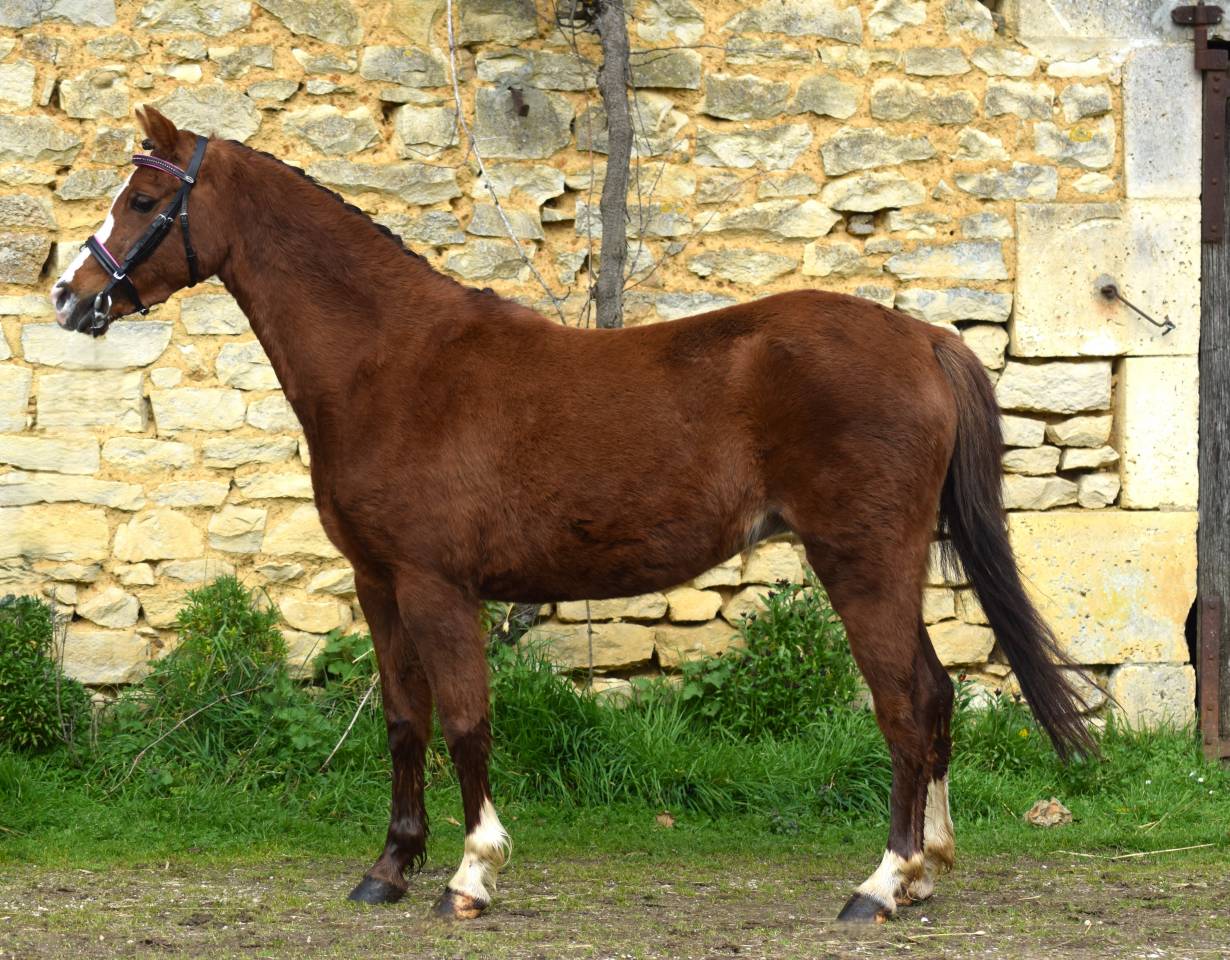 Merrie Welsh Pony (Section B) Te koop 2021 Koffie vos