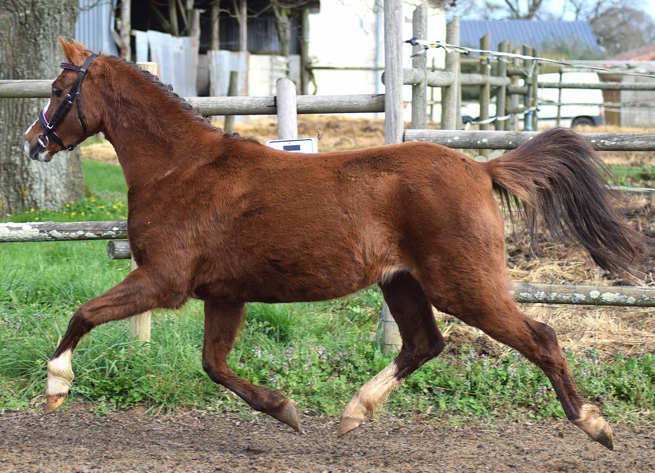 Merrie Welsh Pony (Section B) Te koop 2021 Koffie vos