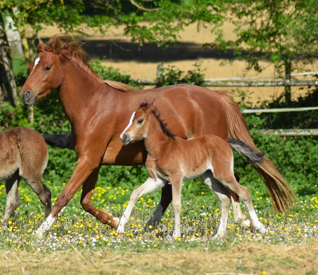 Merrie Welsh Pony (Section B) Te koop 2022 Vos