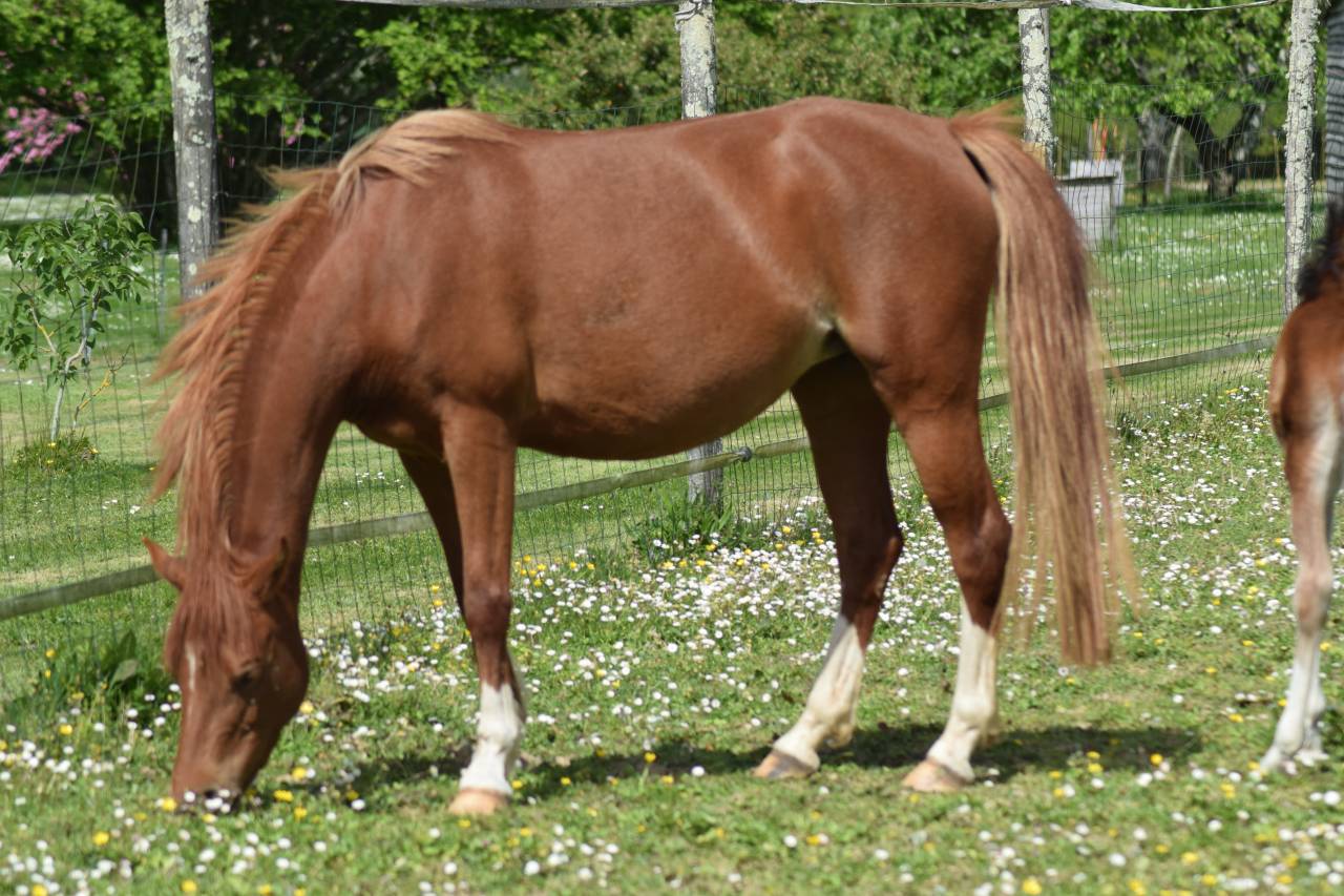 Merrie Welsh Pony (Section B) Te koop 2022 Vos