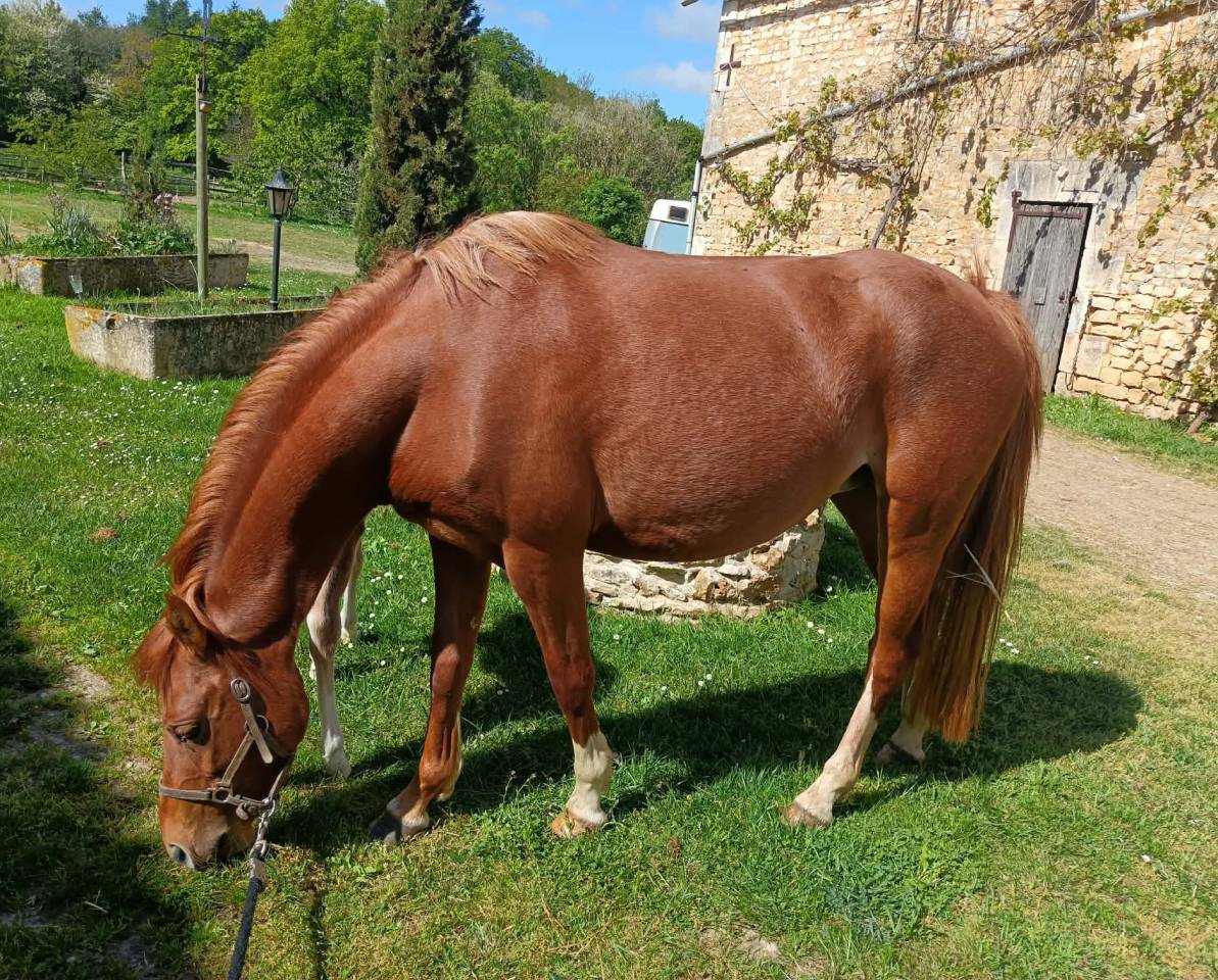 Merrie Welsh Pony (Section B) Te koop 2022 Vos
