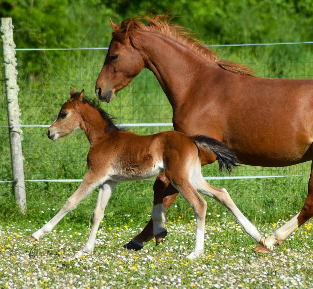 Merrie Welsh Pony (Section B) Te koop 2022 Vos