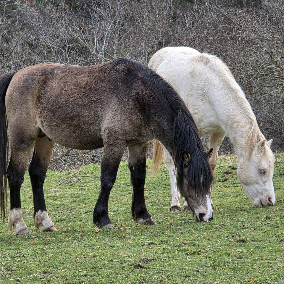 Hengst Welsh Pony (Section C) Te koop 2023 Donker bruin / bai