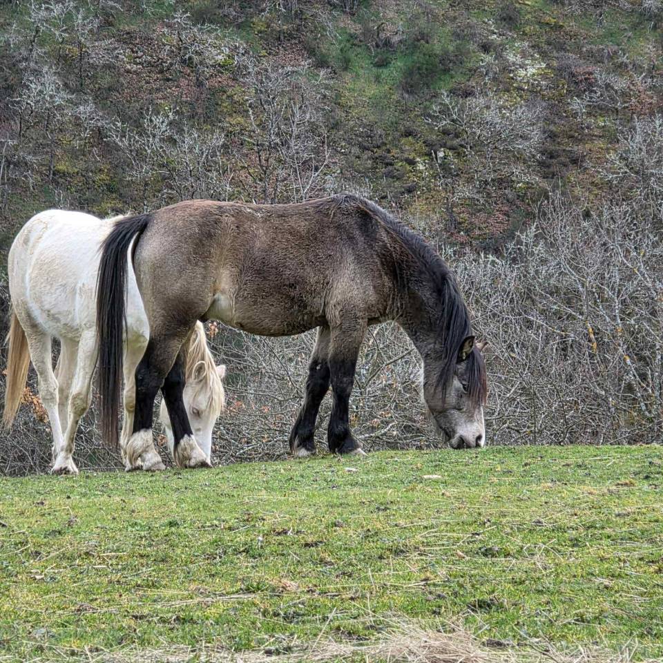 Hengst Welsh Pony (Section C) Te koop 2023 Donker bruin / bai
