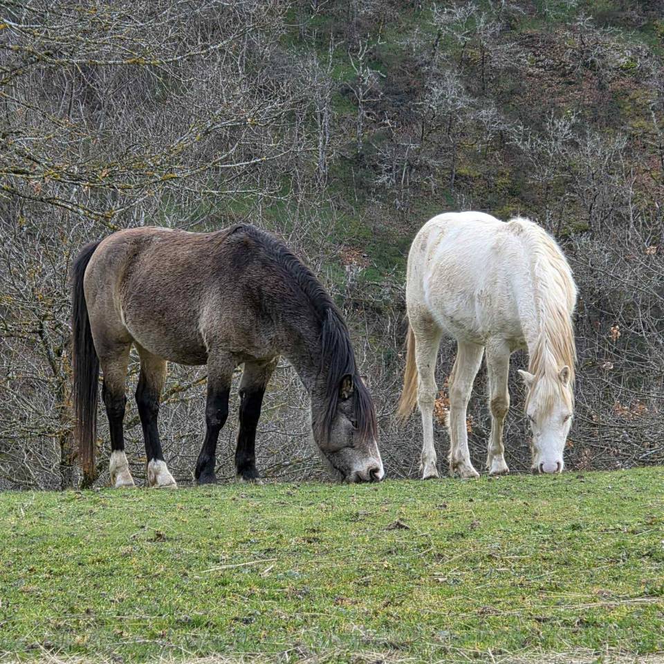 Hengst Welsh Pony (Section C) Te koop 2023 Donker bruin / bai