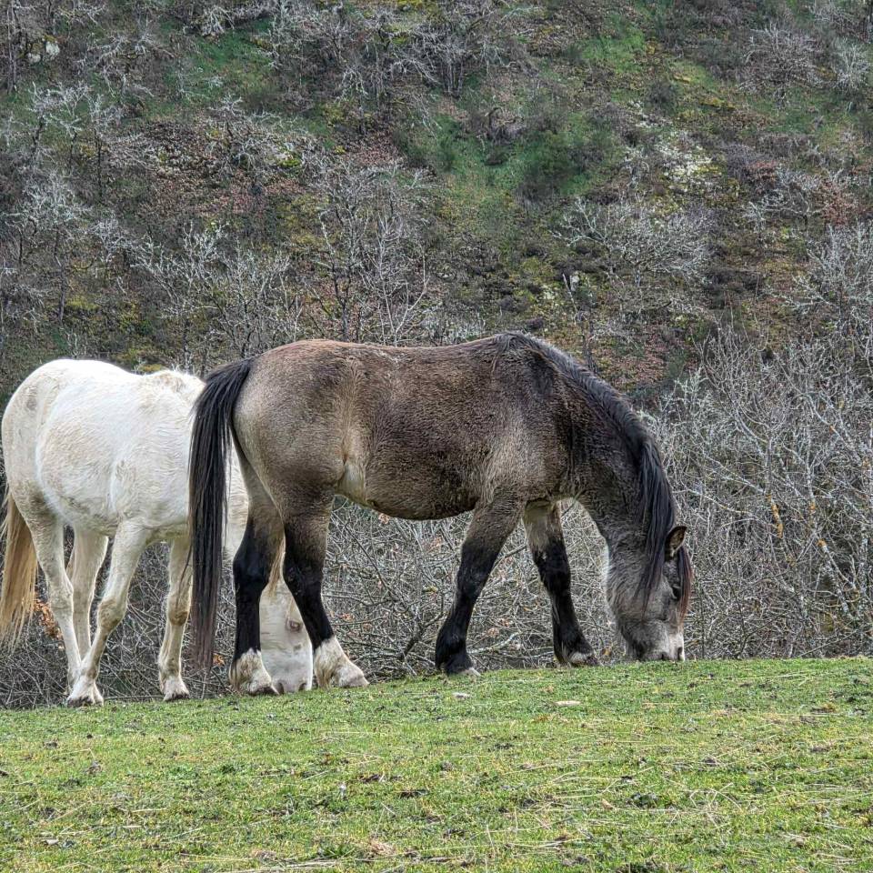 Hengst Welsh Pony (Section C) Te koop 2023 Donker bruin / bai
