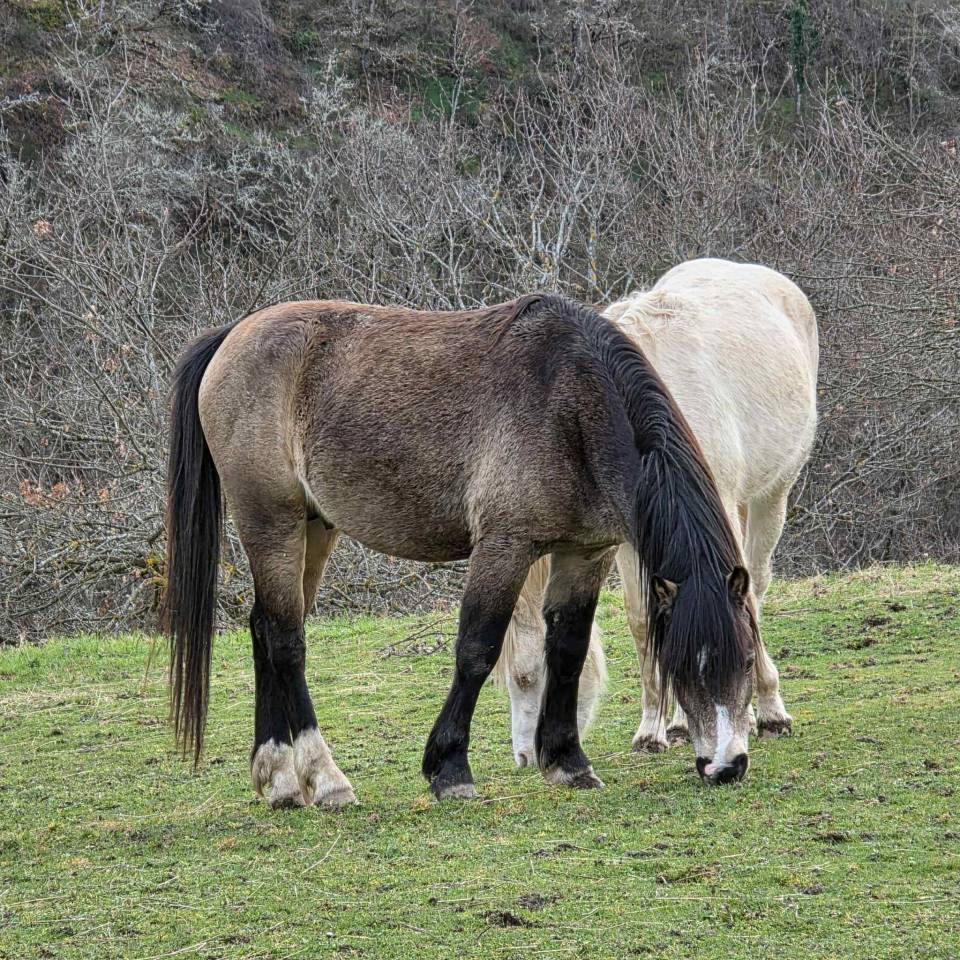 Hengst Welsh Pony (Section C) Te koop 2023 Donker bruin / bai