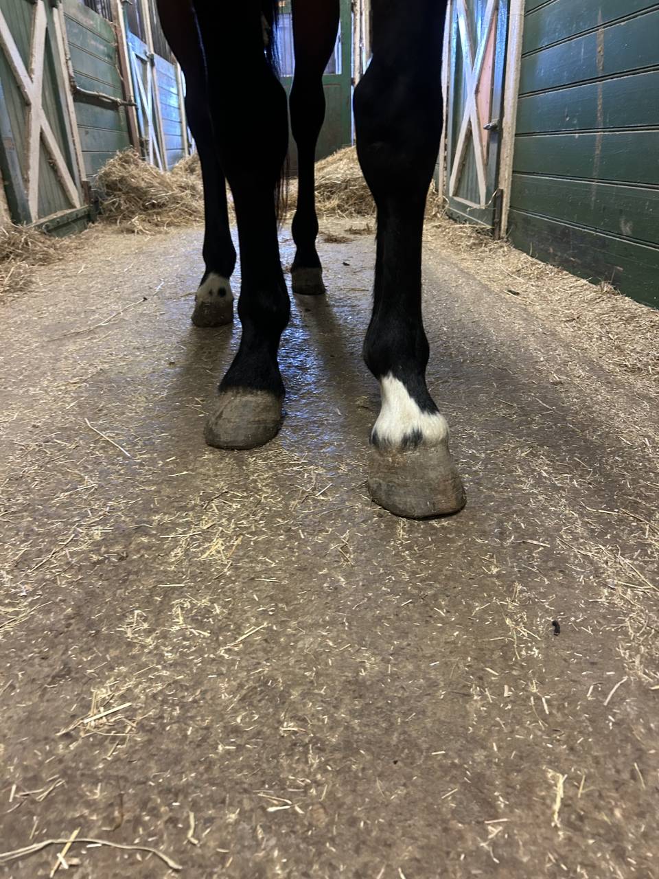 Ruin Bekend ras Te koop 2022 Donker bruin / bai