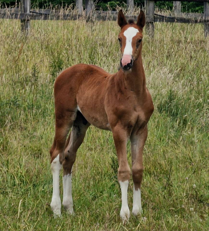 Veulen (ml) Zangersheide Te koop 2025 Donker bruin / bai