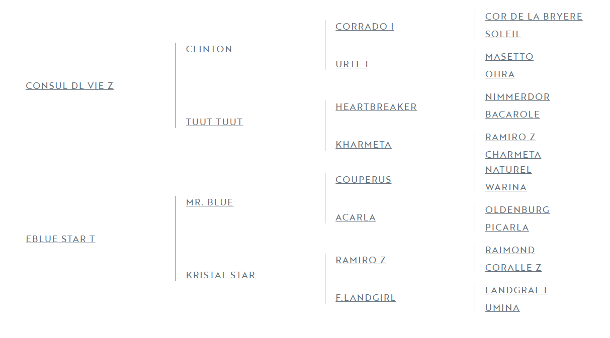 Veulen (ml) Zangersheide Te koop 2025 Donker bruin / bai