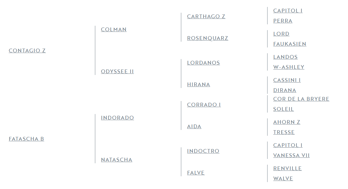 Veulen (vr) Zangersheide Te koop 2025 Schimmel