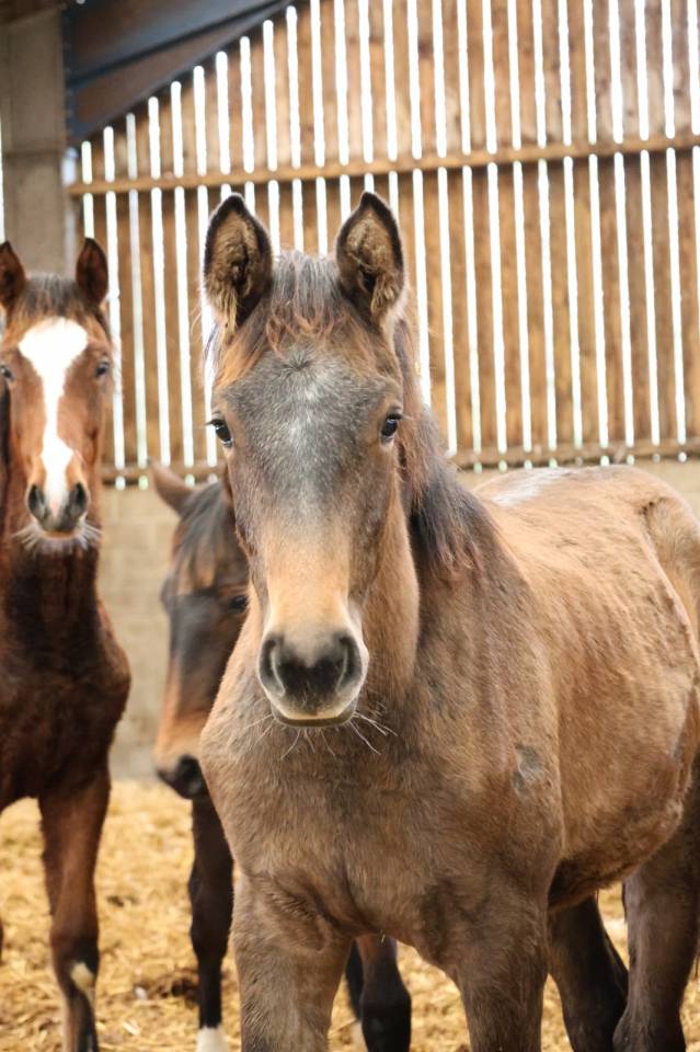 Veulen (vr) Zangersheide Te koop 2025 Schimmel